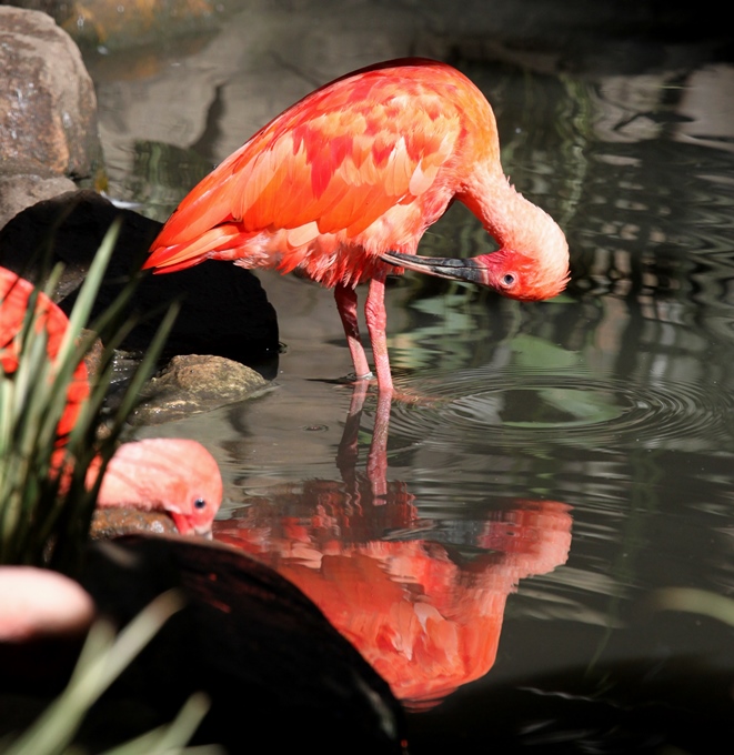 scarlet ibis